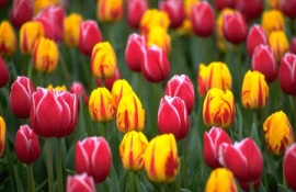 Fakta Tentang Bunga Tulip